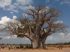 Affenbrotbaum in Tansania
