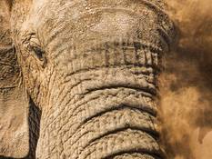 Elefant im Kruger National Park.