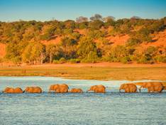 Elefanten am Chobe Fluß
