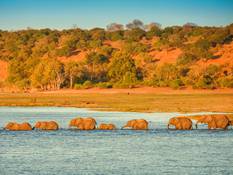 Elefantenherden am Chobe Fluß