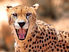 Gepard im Chobe National Park