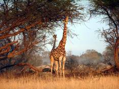 Giraffe im Hwange National Park, Simbabwe