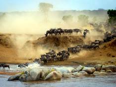 Gnu Migration in der Serengeti