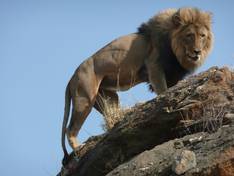 Löwe im Kruger National Park