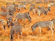 Zebraherde im Etosha National Park